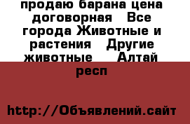 продаю барана цена договорная - Все города Животные и растения » Другие животные   . Алтай респ.